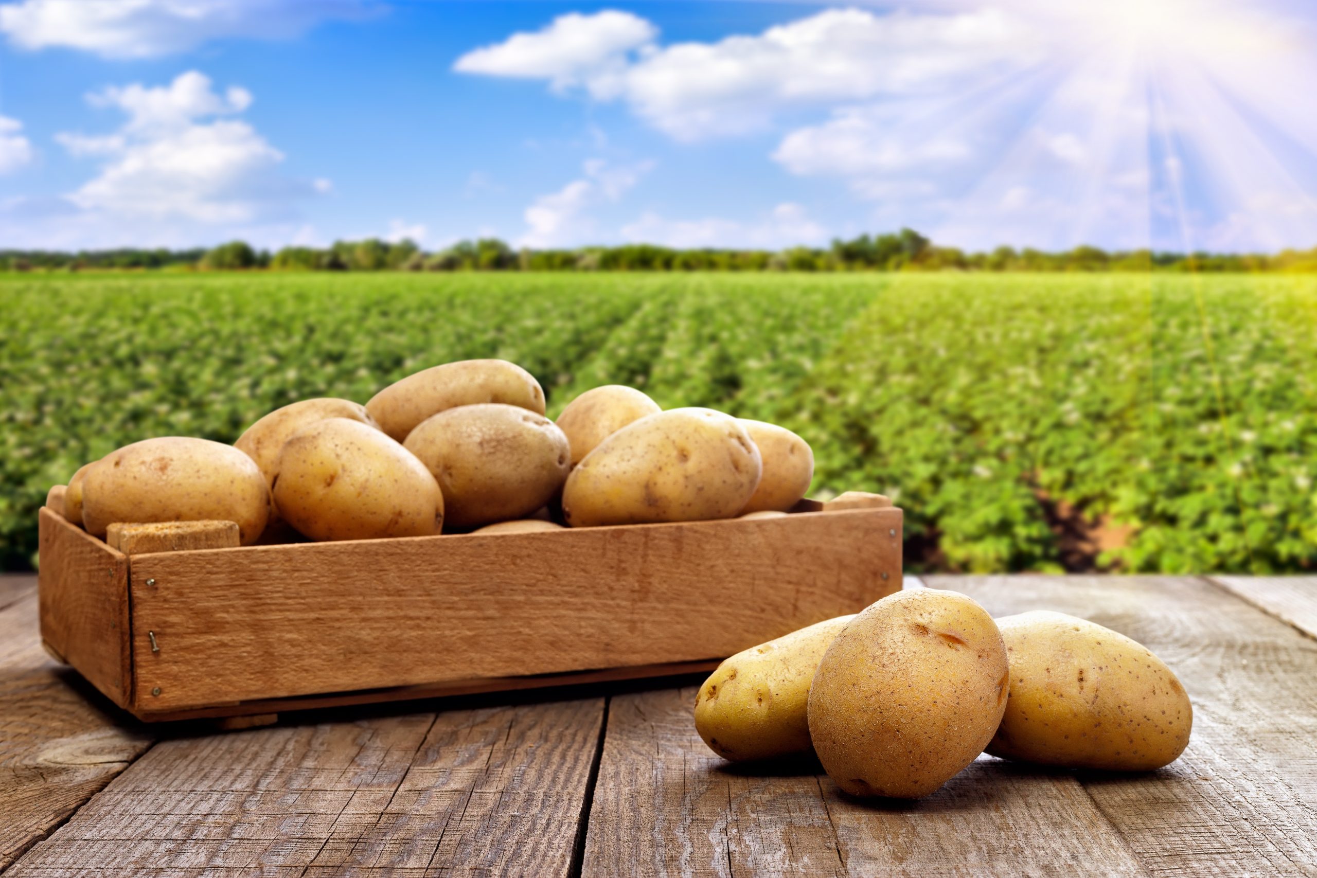 Potatoes,In,Wooden,Crate,On,Table,With,Green,Field,On